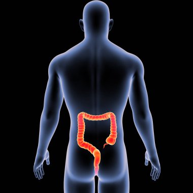 Large Intestine with Body Posterior view clipart