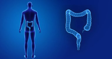 _Large bağırsak ile vücut arka görünümü Yakınlaştır