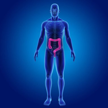 Kalın bağırsak iskeletin ön manzaralı