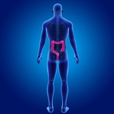 Kalın bağırsak iskelet Posterior manzaralı