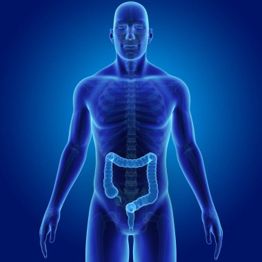 Kalın bağırsak iskeletin ön manzaralı