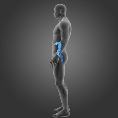 Kalın bağırsak iskelet Oda