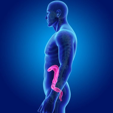 Kalın bağırsak iskelet Oda