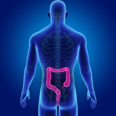 Kalın bağırsak iskelet Posterior manzaralı