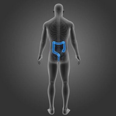 Kalın bağırsak iskelet Posterior manzaralı
