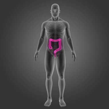 Kalın bağırsak iskeletin ön manzaralı