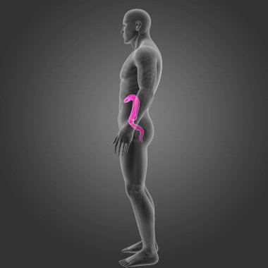 Kalın bağırsak iskelet Oda