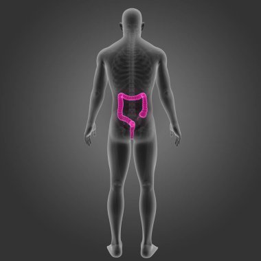 Kalın bağırsak iskelet Posterior manzaralı