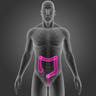 Kalın bağırsak iskeletin ön manzaralı