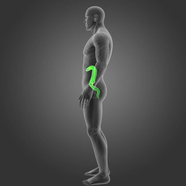 Kalın bağırsak iskelet Oda