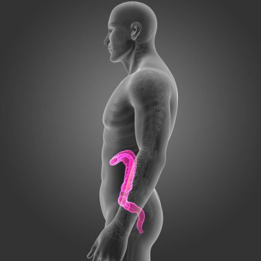 Kalın bağırsak iskelet Oda