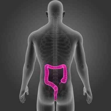Kalın bağırsak iskelet Posterior manzaralı