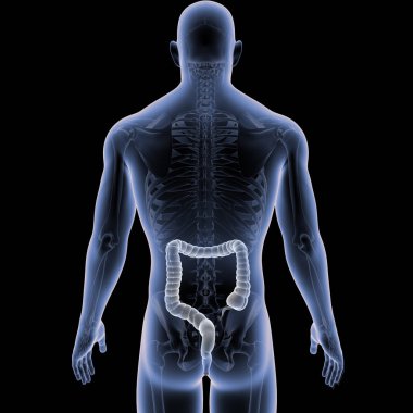 Kalın bağırsak iskelet Posterior manzaralı