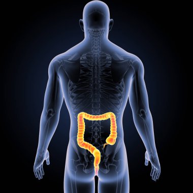 Kalın bağırsak iskelet Posterior manzaralı