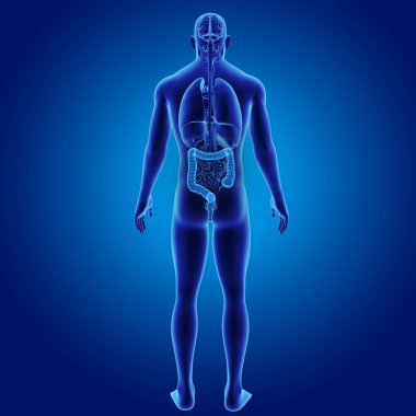 Kalın bağırsak organları Posterior manzaralı
