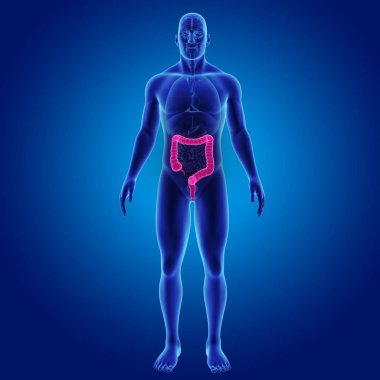 Kalın bağırsak organları ön manzaralı