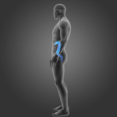 Kalın bağırsak organları Oda