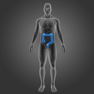 Kalın bağırsak organları ön manzaralı