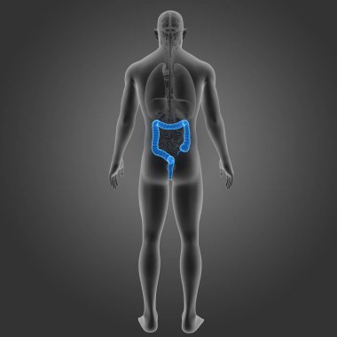 Kalın bağırsak organları Posterior manzaralı