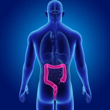 Kalın bağırsak organları Posterior manzaralı