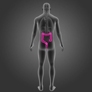 Kalın bağırsak organları Posterior manzaralı
