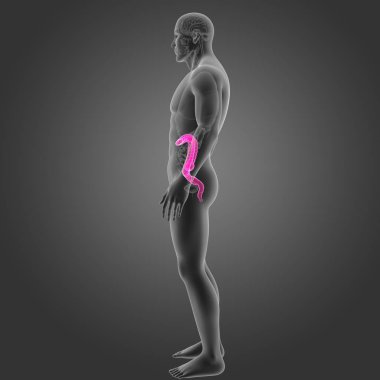 Kalın bağırsak organları Oda