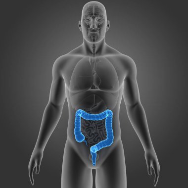 Kalın bağırsak organları ön manzaralı