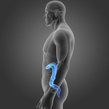 Kalın bağırsak organları Oda