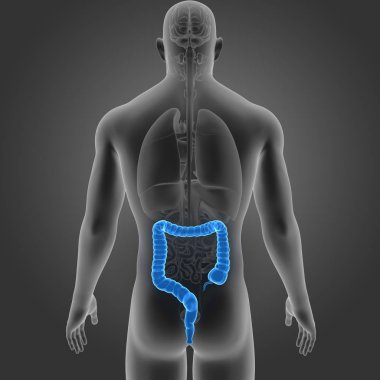 Kalın bağırsak organları Posterior manzaralı