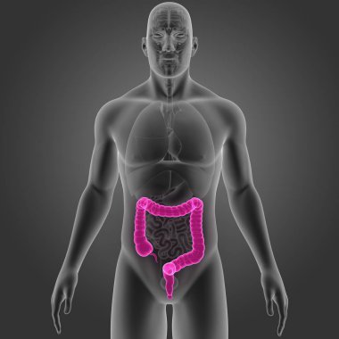 Kalın bağırsak organları ön manzaralı