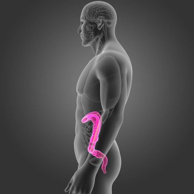 Kalın bağırsak organları Oda