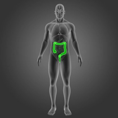 Kalın bağırsak organları ön manzaralı