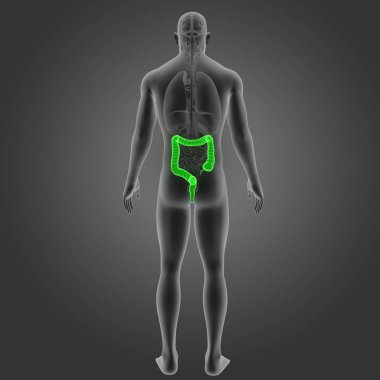 Kalın bağırsak organları Posterior manzaralı