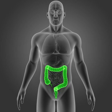 Kalın bağırsak organları ön manzaralı