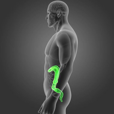 Kalın bağırsak organları Oda