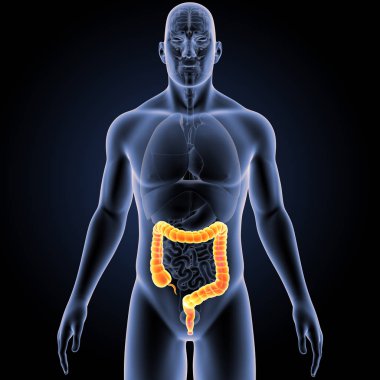 Kalın bağırsak organları ön manzaralı