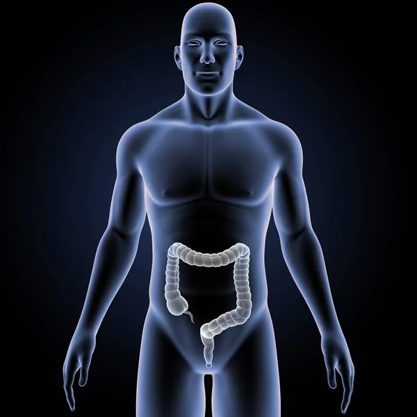 体前方ビューと大腸 — ストック写真
