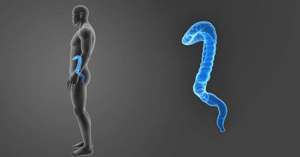 Large Intestine Zoom Body Lateral View — Stock Photo, Image