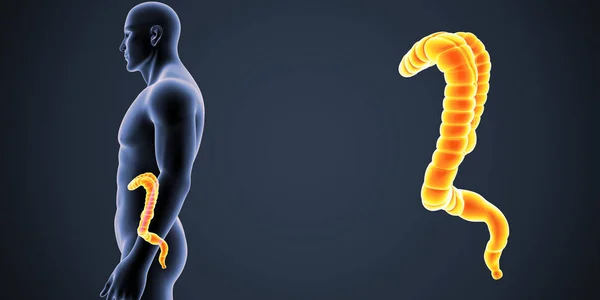 Large Intestine Zoom Body Lateral View — Stock Photo, Image