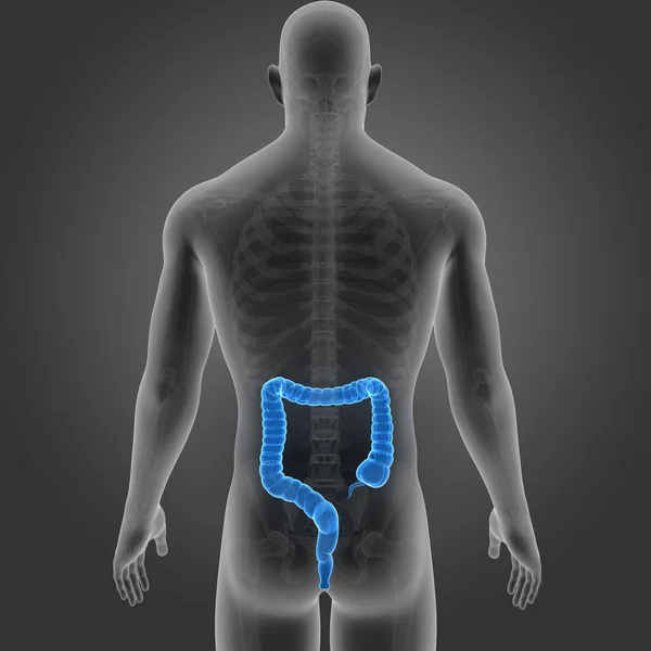 Large Intestine Skeleton Posterior View — Stock Photo, Image
