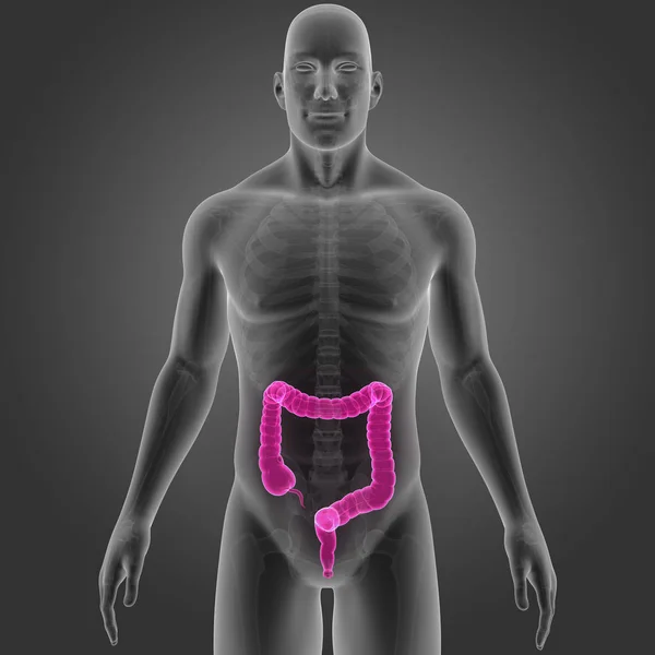 Intestino Grueso Con Esqueleto Vista Anterior — Foto de Stock