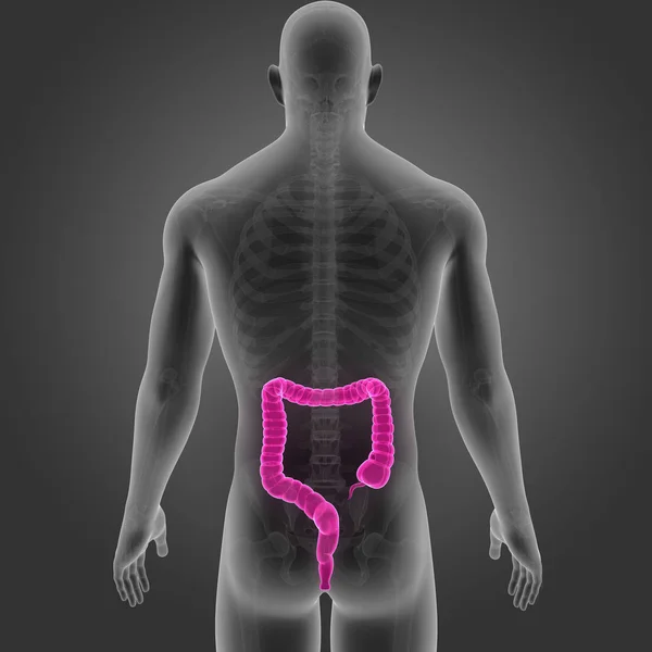 Intestino Grande Com Esqueleto Vista Posterior — Fotografia de Stock