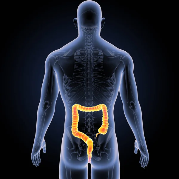 Intestino Grueso Con Vista Posterior Esqueleto — Foto de Stock