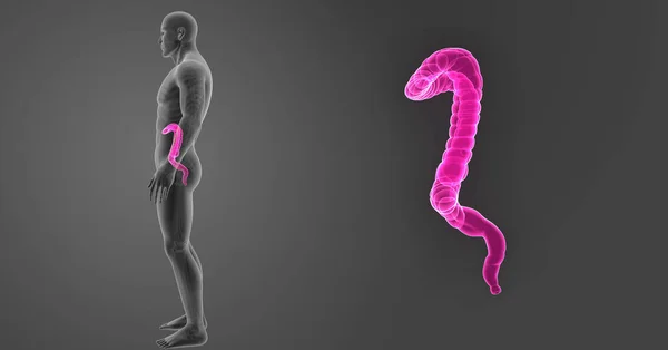 Large Intestine Zoom Skeleton Lateral View — Stock Photo, Image