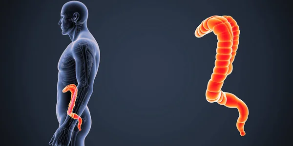 Large Intestine Zoom Skeleton Lateral View — Stock Photo, Image