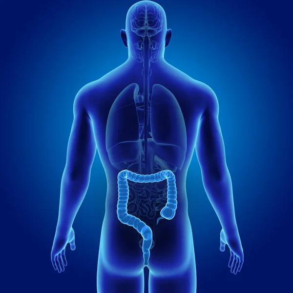 Large Intestine Organs Posterior View — Stock Photo, Image