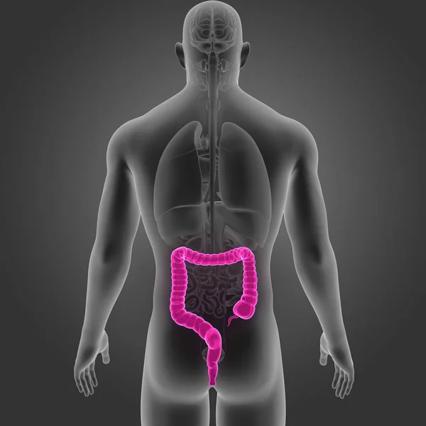Large Intestine Organs Posterior View — Stock Photo, Image