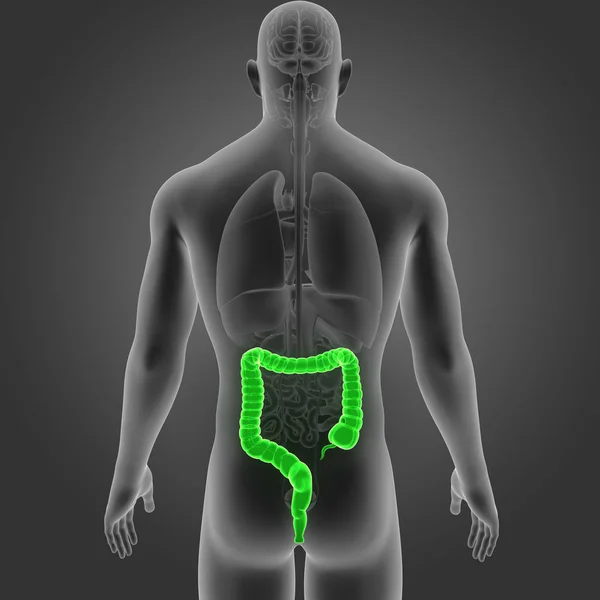 Dikke Darm Met Organen Posterior Uitzicht — Stockfoto