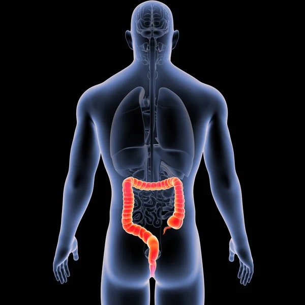 Intestino Grande Com Órgãos Vista Posterior — Fotografia de Stock