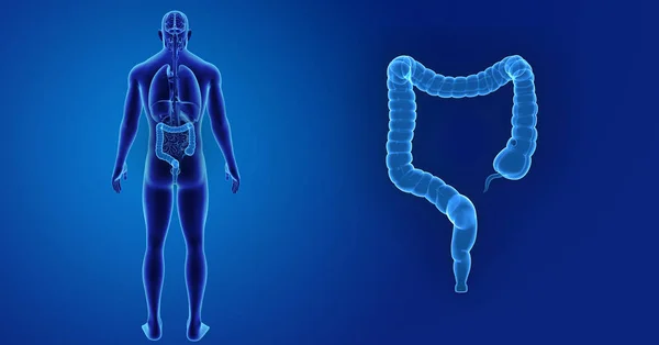 Zoom Sur Gros Intestin Avec Organes Vue Postérieure — Photo